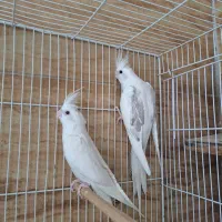 طوطی عروس جوجه تا مولد