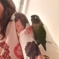 فروش طوطی گرینچیک|پرنده|سمنان, |دیوار