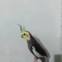 عروس هلندی نر رام و دستی