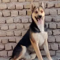 سگ ژرمن