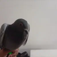 کفتر|پرنده|بیرجند, |دیوار