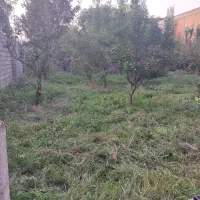 فروش یک پلاک 200متری شمالی|فروش زمین و ملک کلنگی|گلوگاه بابل (گلیا), |دیوار