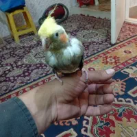 عروس ماده