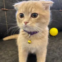 بچه گربه ۴ ماهه اسکاتییش زیبا|گربه|قم, مهدیه|دیوار