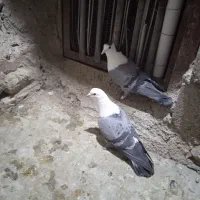 نر و ماده بدرنگ دم سفید کلایی|پرنده|ماهان, |دیوار