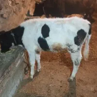 گوساله هولشتاین ماده  ۸ ماهه
