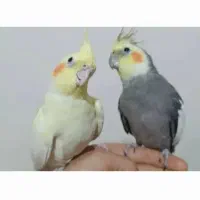 یک جفت عروس هلندی نر وماده|پرنده|صباشهر, |دیوار