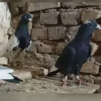 نر پریده