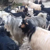 ساورین. بز . میش . گوسفند . گاو