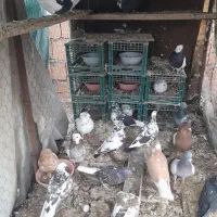 کبوتر|پرنده|مینودشت, |دیوار