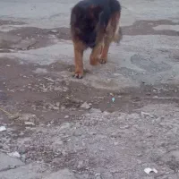 سگ ژرمن نر گمشده