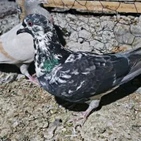 کبوتر پلاکی ماده|پرنده|شیراز, کوشک بیدک|دیوار