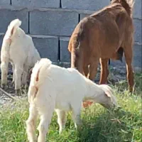 بز  کهره افغان پرشیر موقعیت جیرفت قابل ارسال