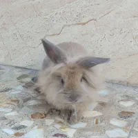 خرگوش لوپ