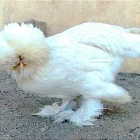 فروش