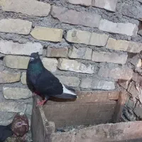 کبوتر