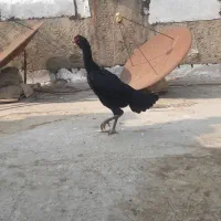 مرغ اوشاموالمانی مشکی|حیوانات مزرعه|قدس, شهرقدس|دیوار