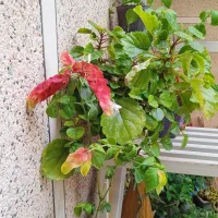 ۱۰ گلدان گل آپارتمانی رنگارنگ|گل و گیاه طبیعی|مراغه, |دیوار