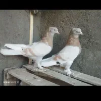 فروش یک جفت زرد کاغذی|پرنده|اشنویه, |دیوار