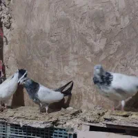 کفتر کله دمسبز|پرنده|نورآباد, |دیوار