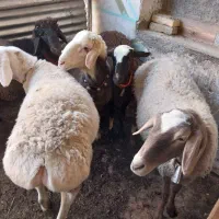 ۵ راس میش .۲راس قوچ .|حیوانات مزرعه|مبارکه, |دیوار