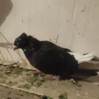 کبوتر اشعل کوهی دورگ طوقی|پرنده|اهواز, کیانپارس |دیوار