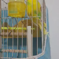 مرغ عشق ۲ ساله