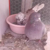 تعداد کبوتر پرشی