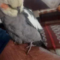 عروس هلندی پیدا شده