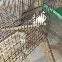 مرغ عشق و  یک عدد عروس هلندی ماده|پرنده|فیروزآباد (فارس), |دیوار