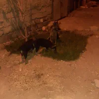 فروش|سگ|کیانشهر, |دیوار