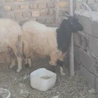 بز 1