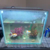 اکواریوم ماهی و وسابل