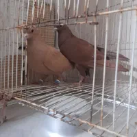 کفتر کبوتر بوم زرد و سرخ