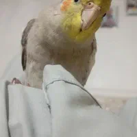 عروس هلندی دستی