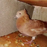 کبوتر سرخ دم سفید نر|پرنده|گله دار, |دیوار