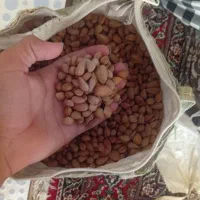 بادم کوهی|خوردنی و آشامیدنی|بهبهان, |دیوار