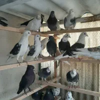 80طوق غریب گیری|پرنده|چهاردانگه (تهران), |دیوار