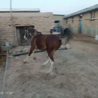 کره اسب جوان|اسب و تجهیزات اسبسواری|فیروزآباد, |دیوار