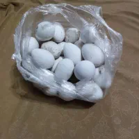 فروش تخم قو غاز محدود