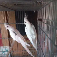 فروش ۵جفت عروس هلندی البیتو خاص تکخال|پرنده|شهرکرد, |دیوار