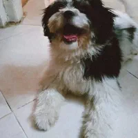 یک عدد سگ پاکوتاه