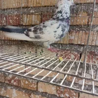 کفتر|پرنده|صوفیان, |دیوار