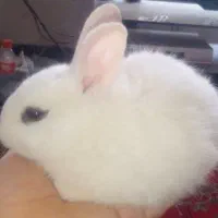 بچه خرگوش کوچولو ناز