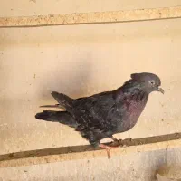 چندتا جوجه گرفتنی و ی جفت نرو ماده حسابی|پرنده|قم, آزادگان|دیوار