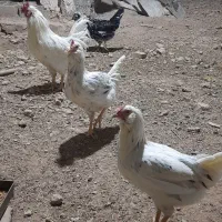 مرغ گلین جوان تازه شروع به تخم گذاری کردن|حیوانات مزرعه|شیراز, شریف‌آباد|دیوار