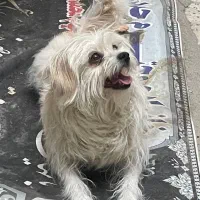 واگذاری دوقلاده سگ خانگی|سگ|اراک, |دیوار