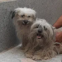 نرماده شیتزو با دوتا توله