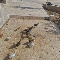 مرغ و خروس و جوجه محلی