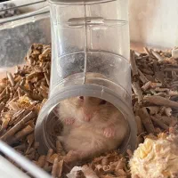 همستر کمپل خونگی|موش و خرگوش|اصفهان, صائب|دیوار